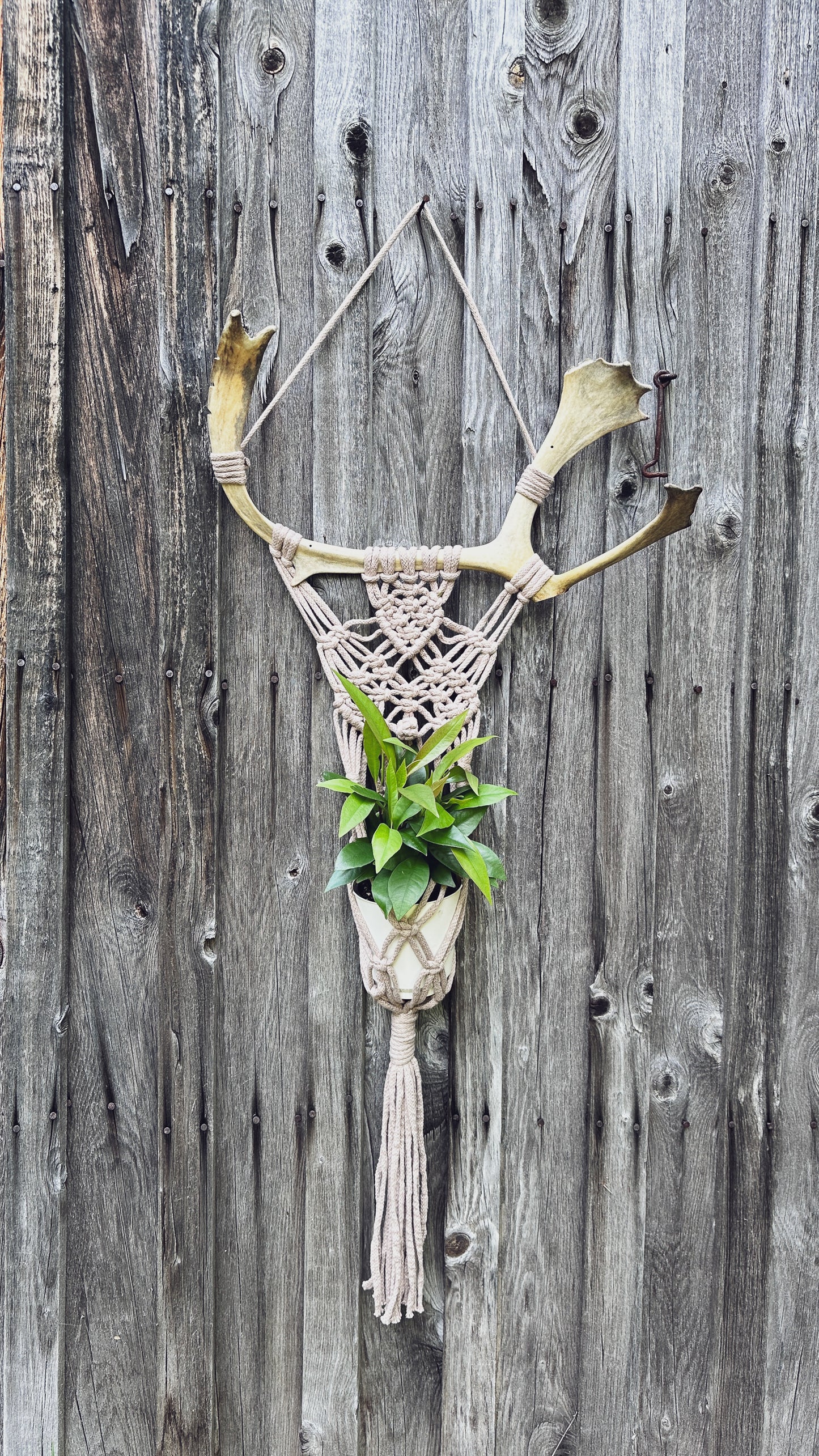 Support Mural pour Plante en Macramé sur Panache Récupéré