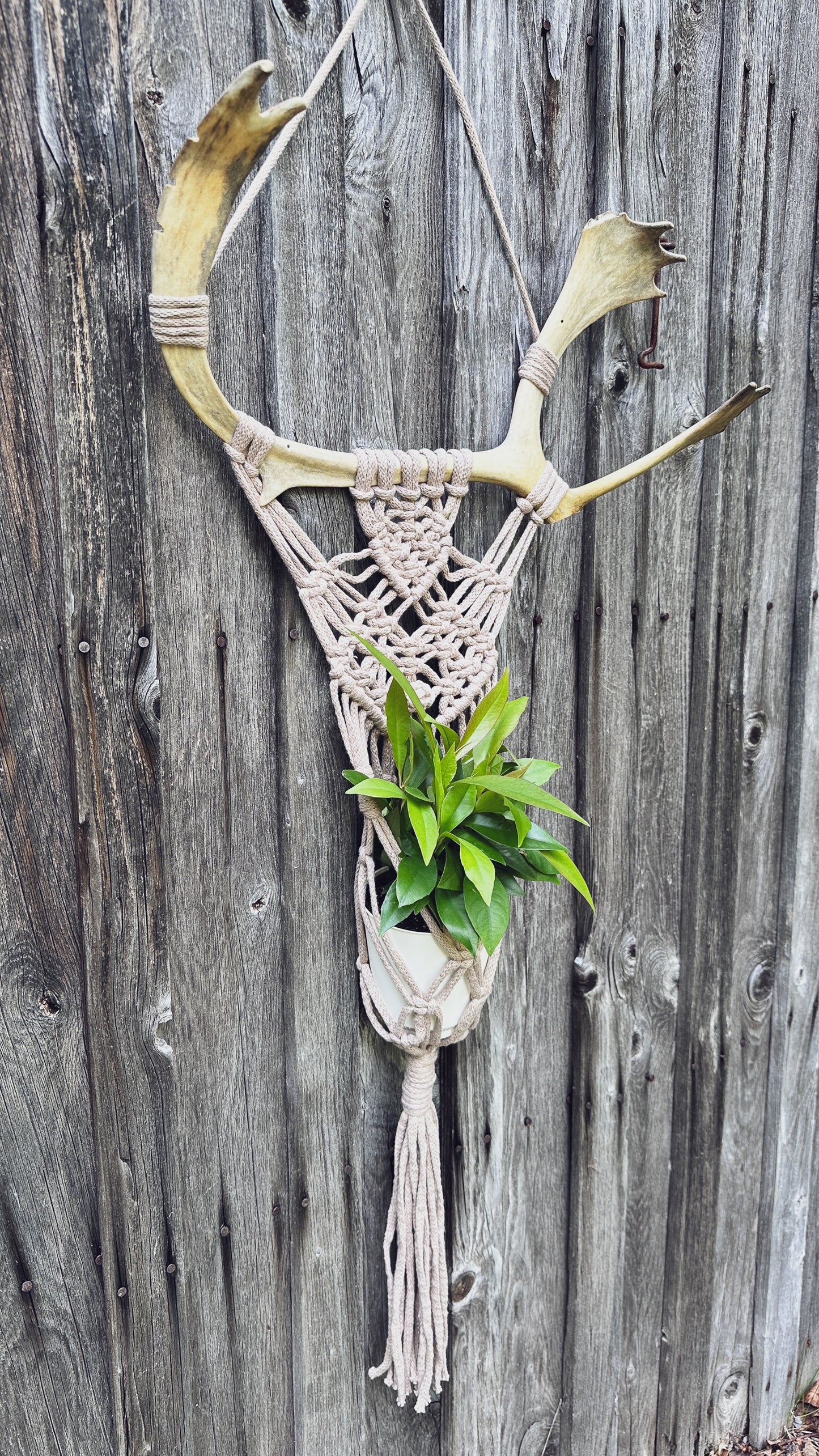 Support Mural pour Plante en Macramé sur Panache Récupéré