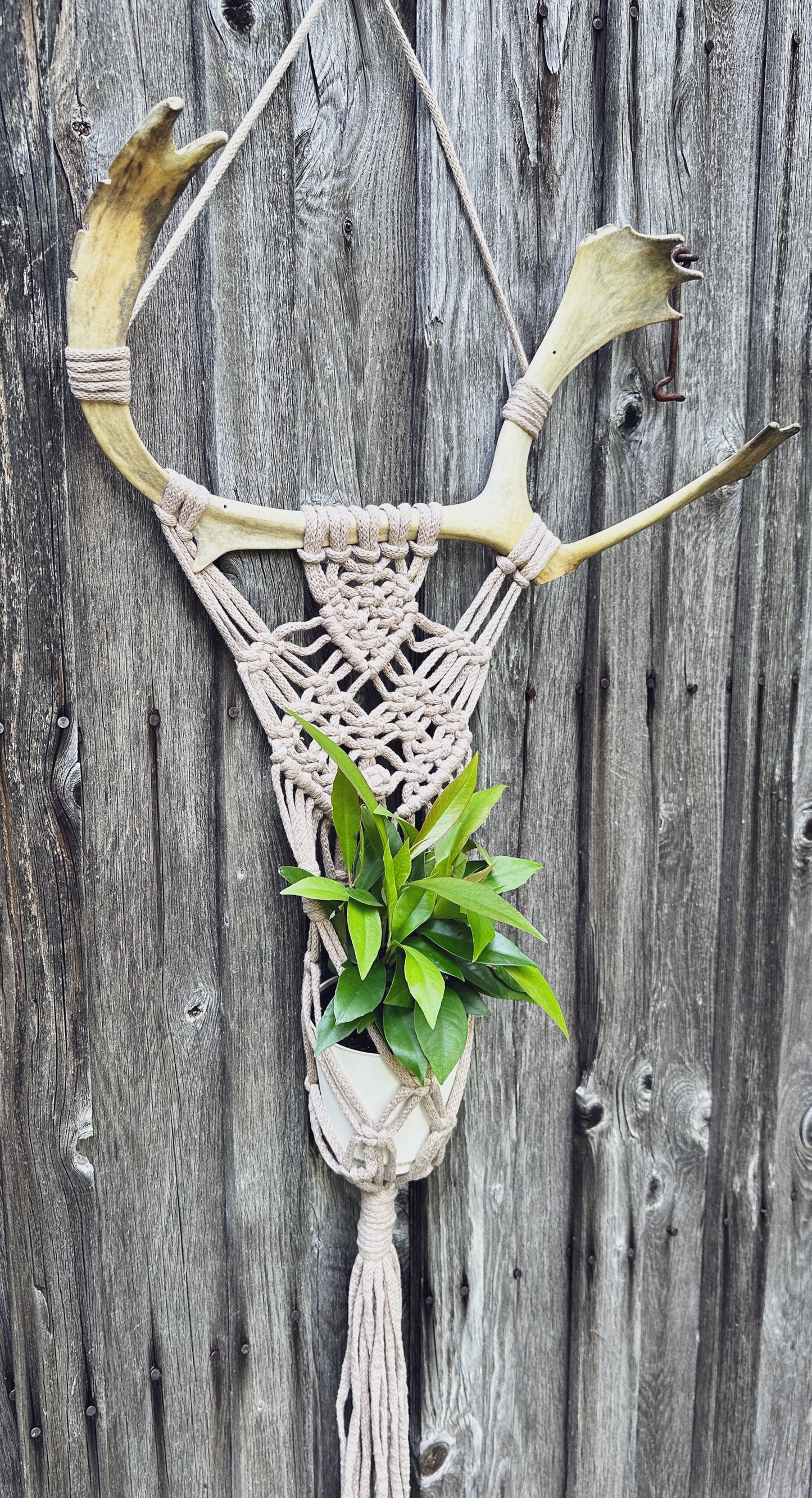 Support Mural pour Plante en Macramé sur Panache Récupéré
