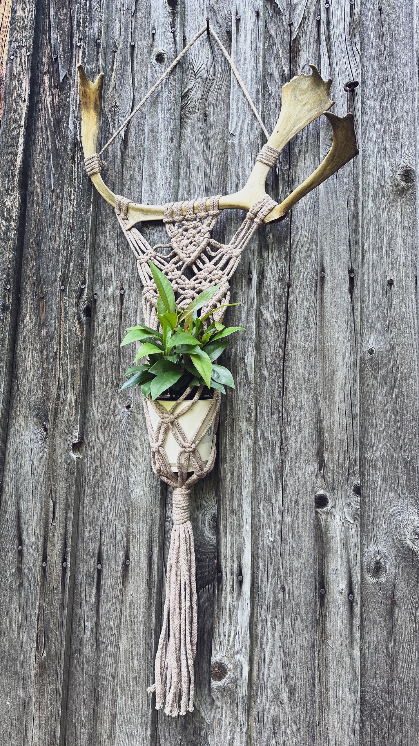 Support Mural pour Plante en Macramé sur Panache Récupéré